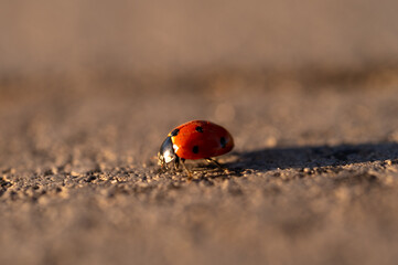 ladybug walking © logoervin