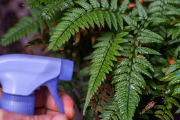 Hand holding a spray bottle watering green fern fronds with water droplets for humidity and healthy indoor plant care © JOSEANTONA