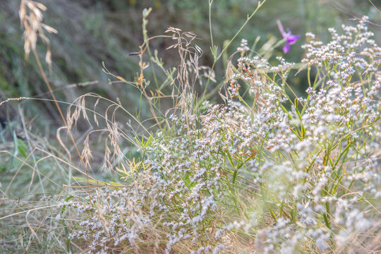Delicate white wildflowers and dry grasses growing in a natural meadow, softly illuminated by warm summer sunlight with a dreamy, airy atmosphere