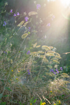 Delicate foxtail grass and purple wildflowers illuminated by warm golden sunlight in a natural meadow, creating a soft summer atmosphere