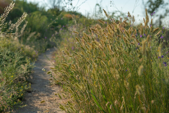 Delicate purple wildflowers growing among tall grasses beside a narrow natural path, creating a peaceful summer meadow scene with soft sunlight and a blurred background.
