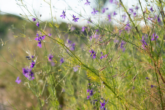 Delicate purple wildflowers growing among tall grasses, creating a peaceful summer meadow scene with soft sunlight and a blurred background.
