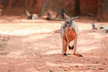 Red Kangaroo Standing on Sandy Ground, Front View Australia © pumppump