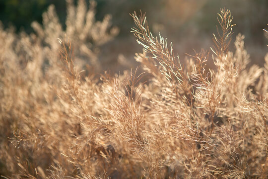 Dry wild grass and delicate seed heads illuminated by warm golden sunlight at sunset in a natural meadow. The soft backlight creates a dreamy summer atmosphere with glowing grasses
