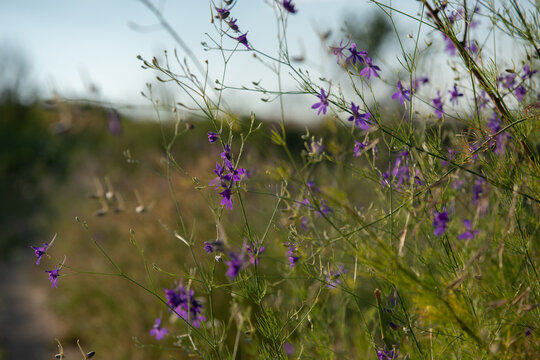 Delicate purple wildflowers growing among tall grasses beside a narrow natural path, creating a peaceful summer meadow scene with soft sunlight and a blurred background.