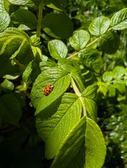 Orange ladybug with black spots resting on a textured green leaf among dense foliage, photographed in bright natural light with a shallow depth of field. © Mariia