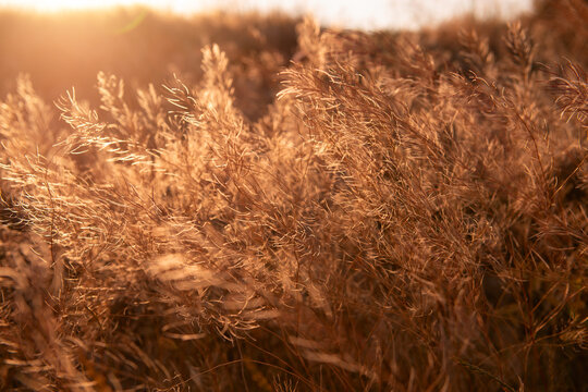 Dry wild grass and delicate seed heads illuminated by warm golden sunlight at sunset in a natural meadow. The soft backlight creates a dreamy summer atmosphere with glowing grasses