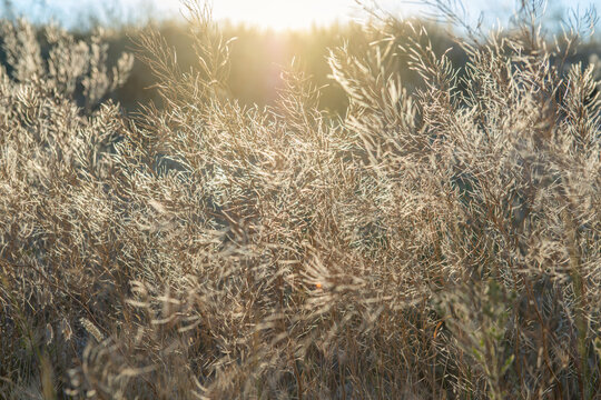 Dry wild grass and delicate seed heads illuminated by warm golden sunlight at sunset in a natural meadow. The soft backlight creates a dreamy summer atmosphere with glowing grasses 