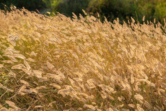 Golden foxtail grass and delicate seed heads illuminated by warm evening sunlight in a summer meadow. Soft backlighting creates a glowing, dreamy atmosphere with shallow depth of field 