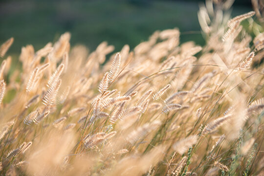 Golden foxtail grass and delicate seed heads illuminated by warm evening sunlight in a summer meadow. Soft backlighting creates a glowing, dreamy atmosphere with shallow depth of field