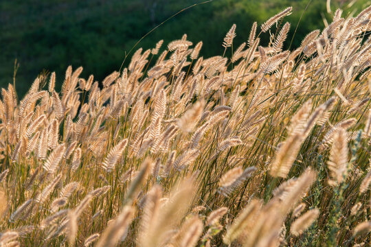 Golden foxtail grass and delicate seed heads illuminated by warm evening sunlight in a summer meadow. Soft backlighting creates a glowing, dreamy atmosphere with shallow depth of field 