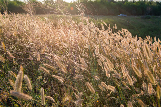 Golden foxtail grass and delicate seed heads illuminated by warm evening sunlight in a summer meadow. Soft backlighting creates a glowing, dreamy atmosphere with shallow depth of field 