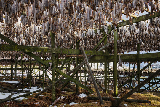 Cod drying on wooden racks in henningsvaer, Lofoten, Norway