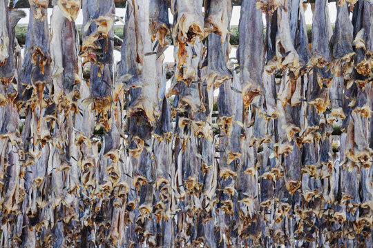 Cod drying on wooden racks in henningsvaer, Lofoten, Norway