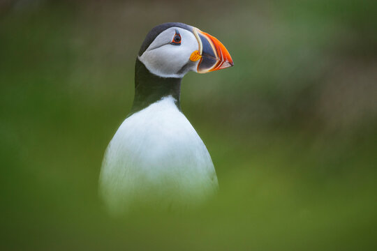 Puffin bird profile in Newfoundland & labrador landscape