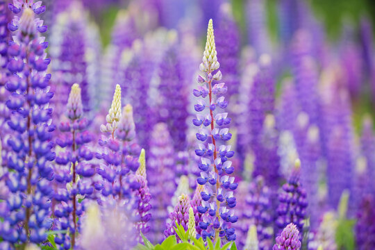 Purple Lupines blooming in a flower field in summerford Canada