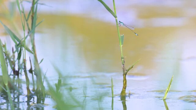 Mature male Blue-tailed damselfly perched on a Common reed leaf shaken by a light breeze at the edge of a pond. Ischnura elegans, Phragmites australis, Indre-et-Loire 37, r&eacute;gion Centre, France, Europe