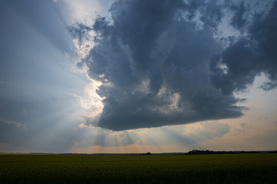 Supercell storm forming over canola field in saskatchewan, Canada
