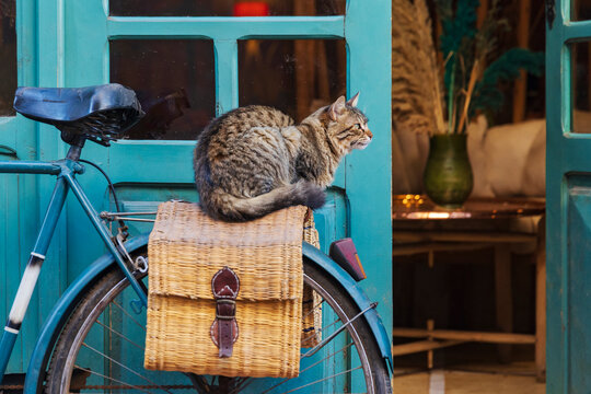 Cat resting on bicycle basket outside green door
