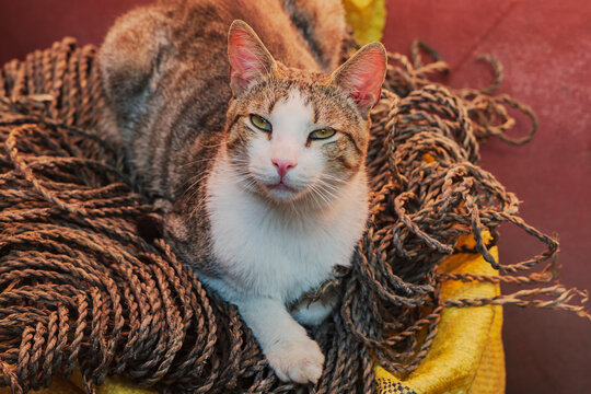 Street Cat resting on coiled rope in a street