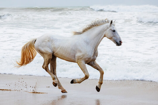 White Horse running on sandy Beach in essaouira Morocco