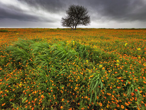 Wildflowers bloom in field under solitary Tree and stormy sky in safi