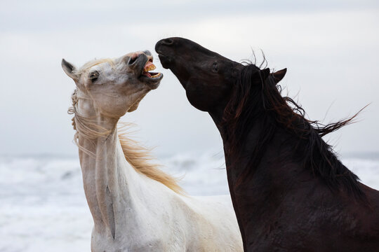 Horses interacting on Beach at Essaouira Morocco coastline