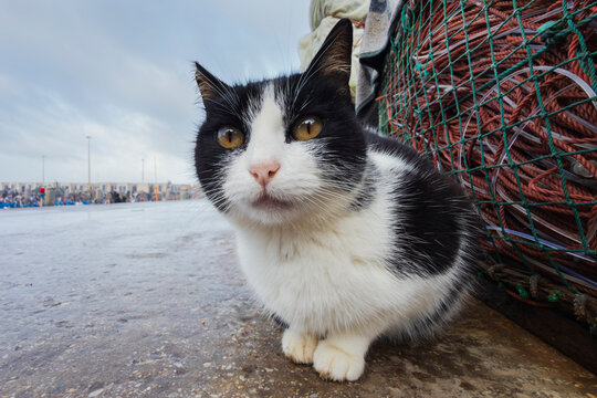 Cat sitting near fishing net at essaouira harbour in Morocco