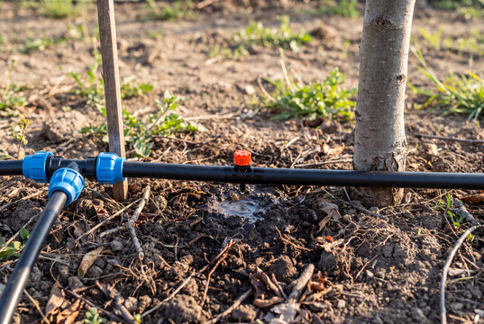 Drip Smart Irrigation System Watering Tree Trunk with Dripper Emitter and Pipe in Agricultural Field