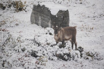 Reindeer with Antlers Standing in Snow Covered Arctic Tundra © rene_dra