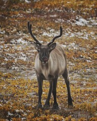 Reindeer with Velvet Antlers Licking Nose on Autumn Tundra © rene_dra