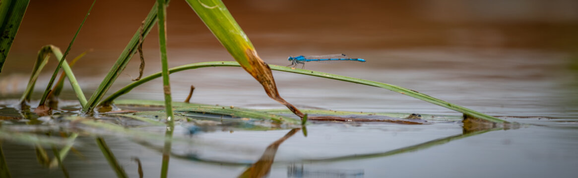 Pond life,  highlighted by a Familiar Bluet (Enallagma civile).