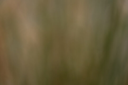 Earth Tone background from a pond's reflection, with browns and greens.