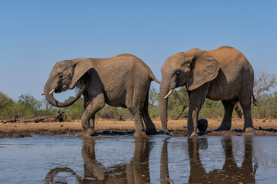 Elephants drinking and taking a bath in a waterhole in Mashatu Game Reserve in the Tuli Block in Botswana. Low angle view from a hide at water level.