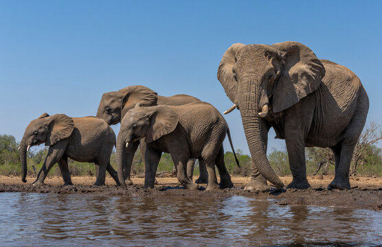 Elephants drinking and taking a bath in a waterhole in Mashatu Game Reserve in the Tuli Block in Botswana. Low angle view from a hide at water level.