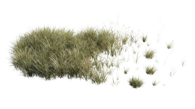 Wild green grass tuft isolated on white background, natural dry grass patch element, realistic lawn shrub vegetation cutout for architectural rendering