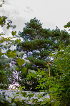Tall scotch pine tree Pinus sylvestris forest nature landscape outdoor