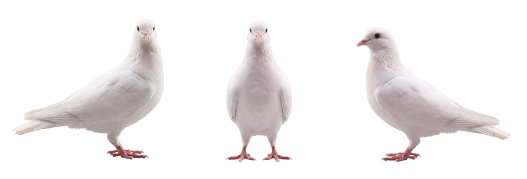 White dove isolated on transparent background