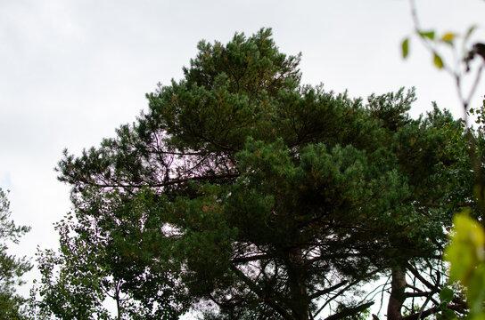 Scotch pine tree Pinus sylvestris forest canopy branch green nature view