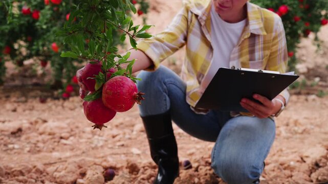 Female farmer analyzing ripe pomegranate crops in an orchard, inspecting fruit quality and taking notes on a clipboard to evaluate harvest conditions and support professional farm management