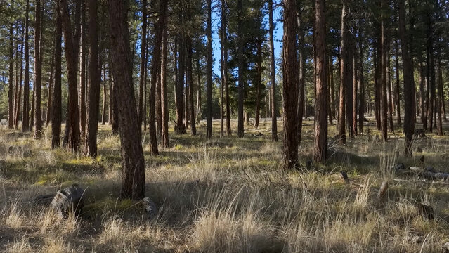 A sunlit pine forest with tall trees and dry grass covering the ground under a blue sky
