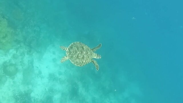 View of a sea turtle swimming gracefully over a vibrant coral reef in the clear turquoise waters of Pulau Derawan, Berau, East Borneo, Indonesia.