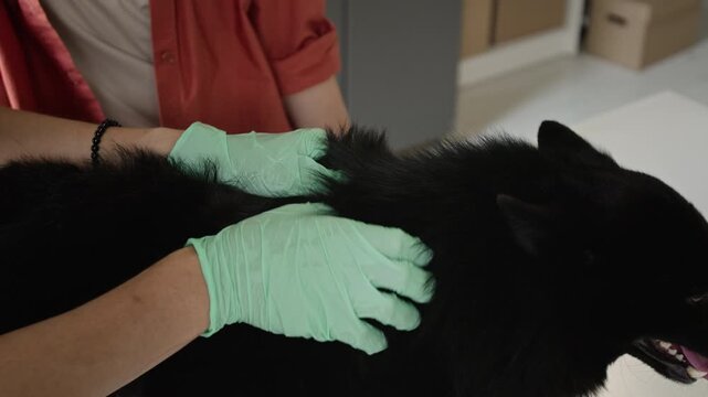 Veterinarian in protective gloves carefully examining black dog during clinical medical checkup. Footage serves pet healthcare promos and veterinary ads
