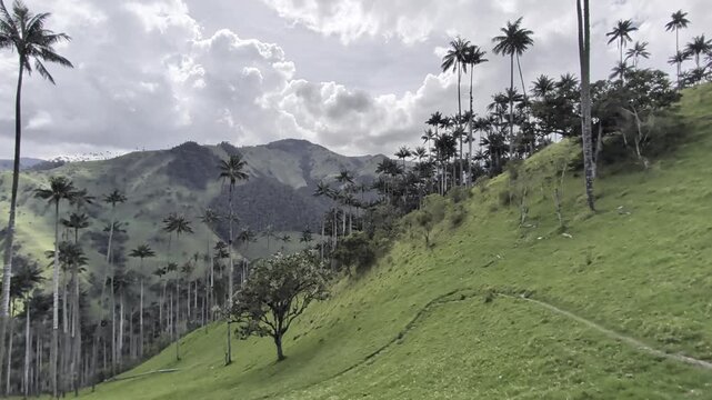 View of the iconic wax palms in the lush green landscape of Valle del Cocora in Salento, Quindio, Colombia.