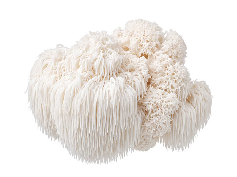 Lions mane mushroom fresh white organic hericium erinaceus isolated on black background for healthy superfood cooking, medicinal wellness supplements, gourmet culinary ingredient, macro photo.