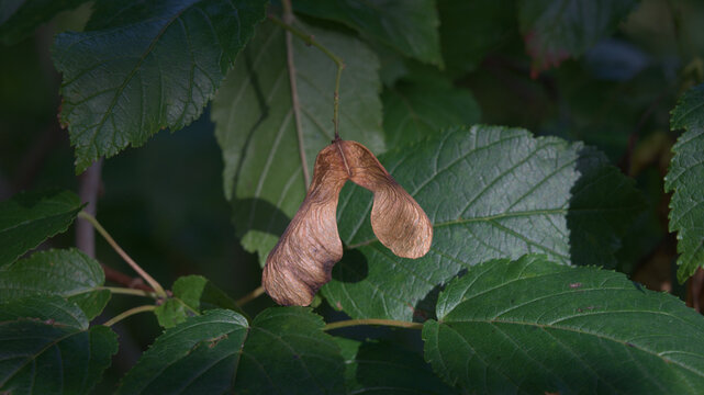 Close-up of a pair of dry brown maple samaras hanging among dark green leaves in late summer or early autumn.