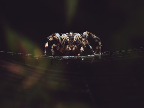A rear view of an Walnut Orbweaver spider 'Nuctenea umbratica' on it's web
