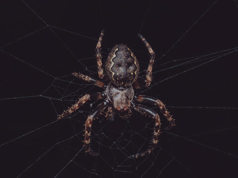 A top down view of an Walnut Orbweaver spider 'Nuctenea umbratica' on it's web