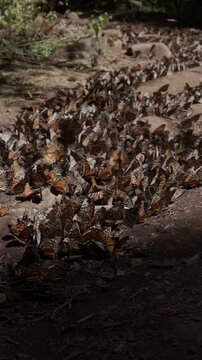 Mariposa Monarca Michoac&aacute;n