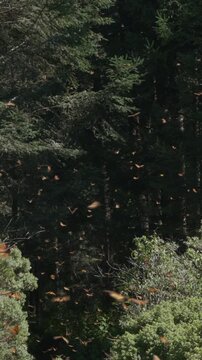 Bosques con Mariposa Monarca Michoac&aacute;n